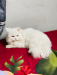 Tripple cot adult parsian male cat